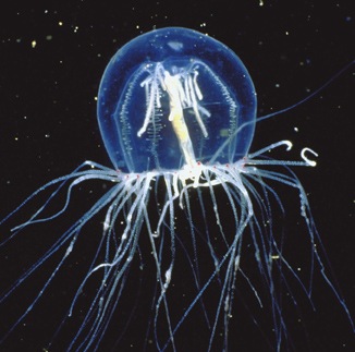 gtotem_jellyfish.jpg