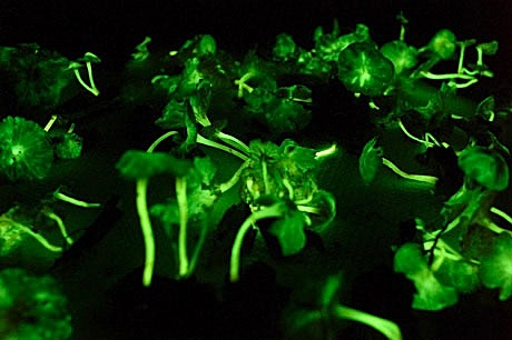 061026-fungi-glow_big.jpg
